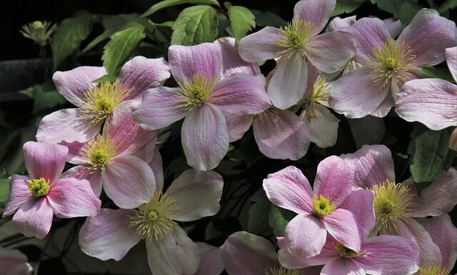 Jak sadzić Clematis na balkonie? Jak sadzić Clematis na balkonie?
